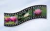 Filmfestival Motovun in Istrien