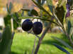 Olivenbaum