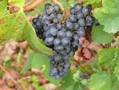 Wein