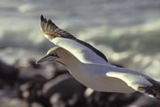 Vogelk Palud