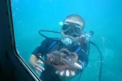 Taucher mit Oktopus unter Wasser Taucher mit Oktopus unter Wasser