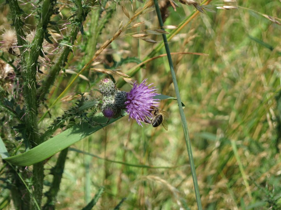 Biene an einer violetten Distelblüte zwischen Gräsern