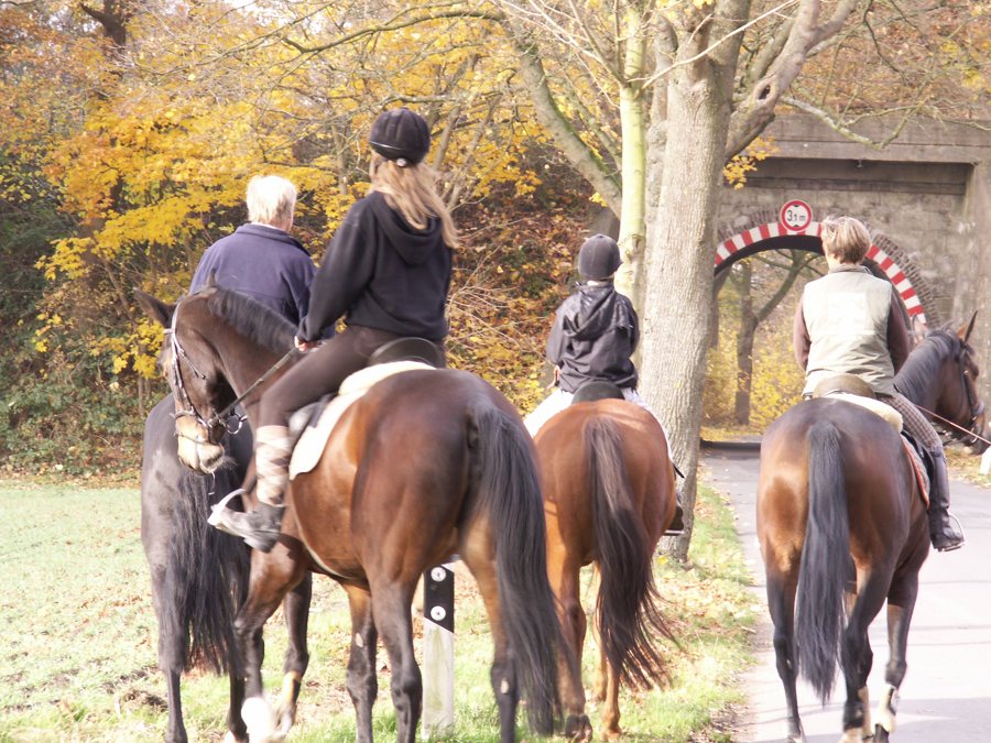 Gruppe beim Ausritt auf einem herbstlichen Reitweg