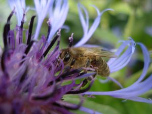 fleißige Bienen